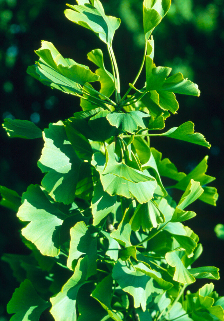 Leaves of Ginkgo biloba