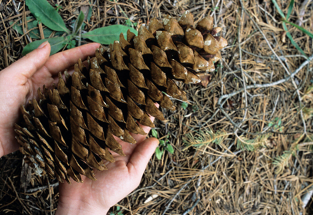 Pine cone