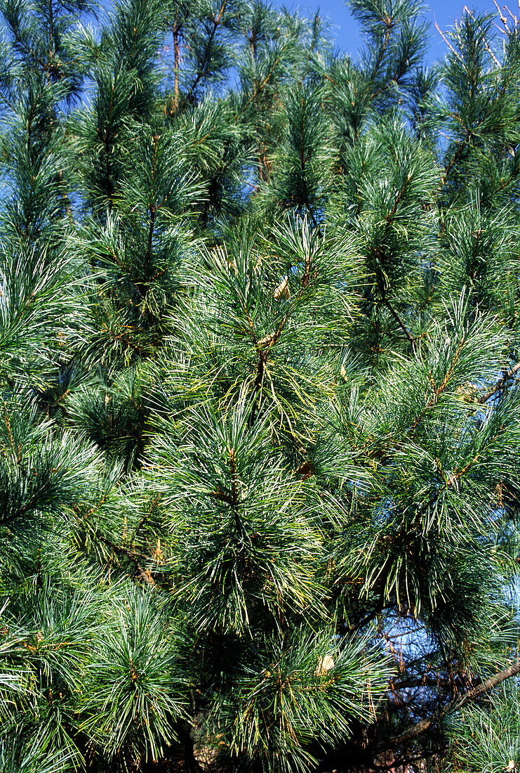 Korean pine (Pinus koraiensis)