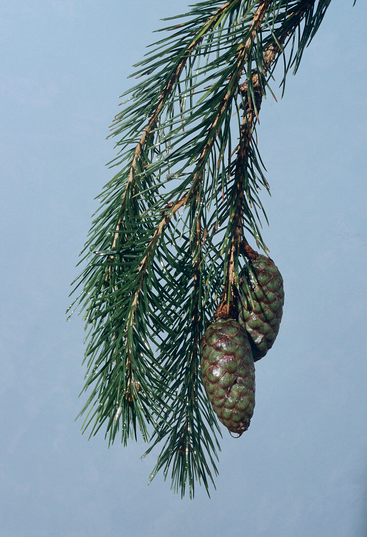 Sikkim spruce cone,Picea spinulosa