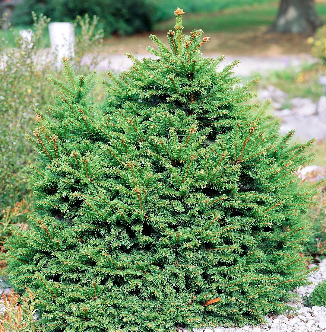 Young Norway spruce tree