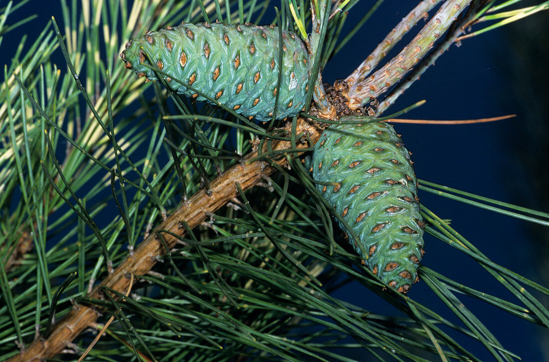 Japanese red pine cones