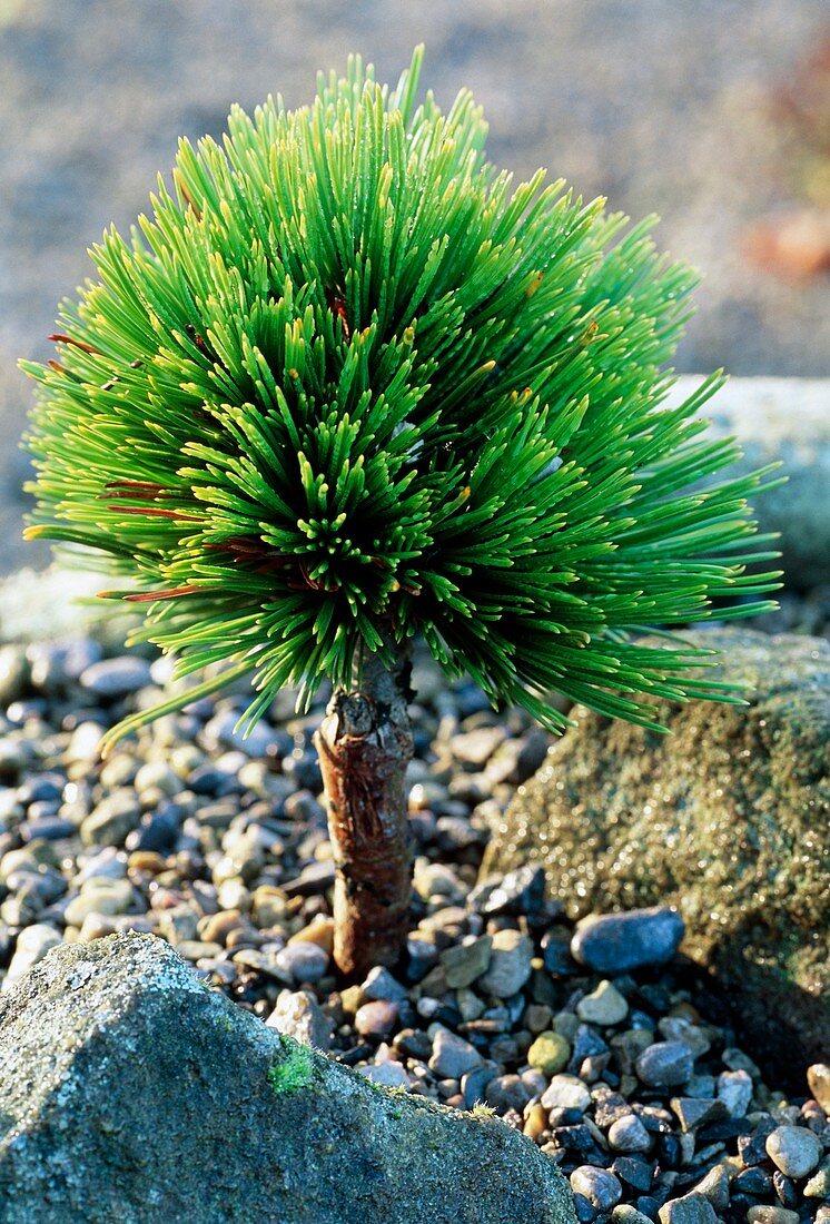 Pygmy Bosnian pine