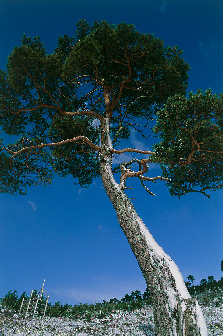 Scot's pine tree