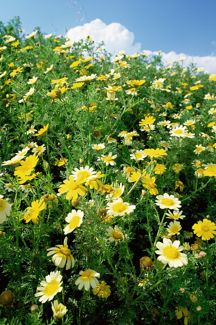 Crown daisies