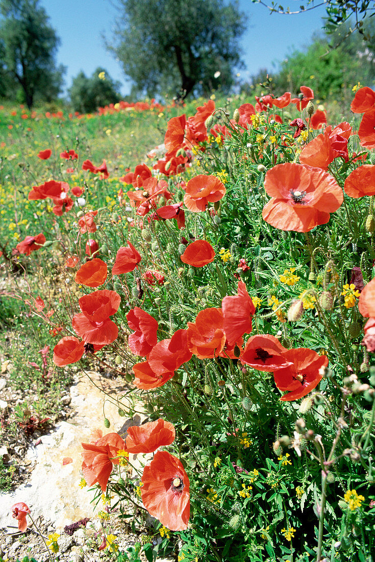 Field poppies