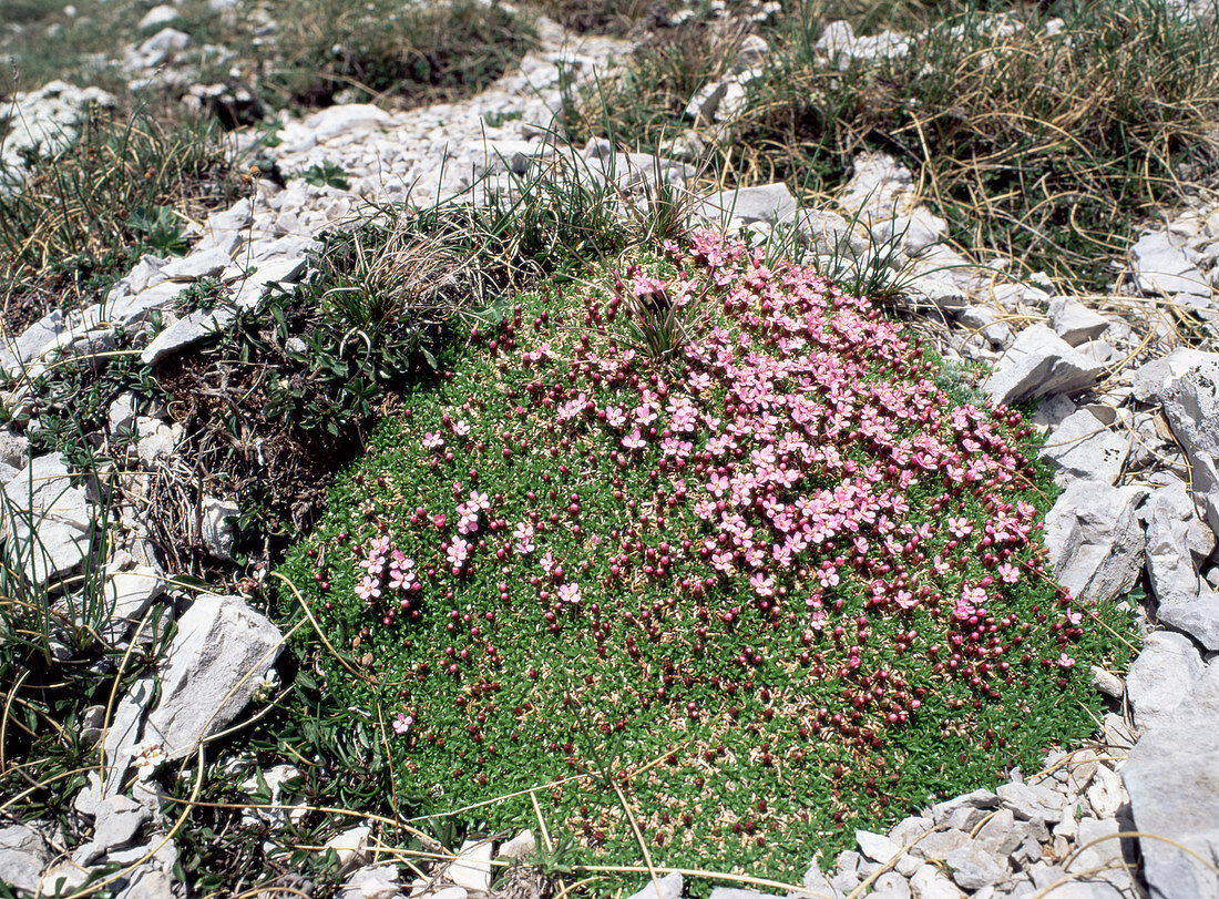 Moss campion