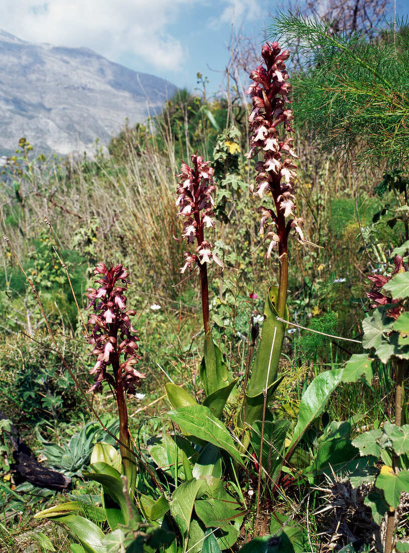 Giant orchids