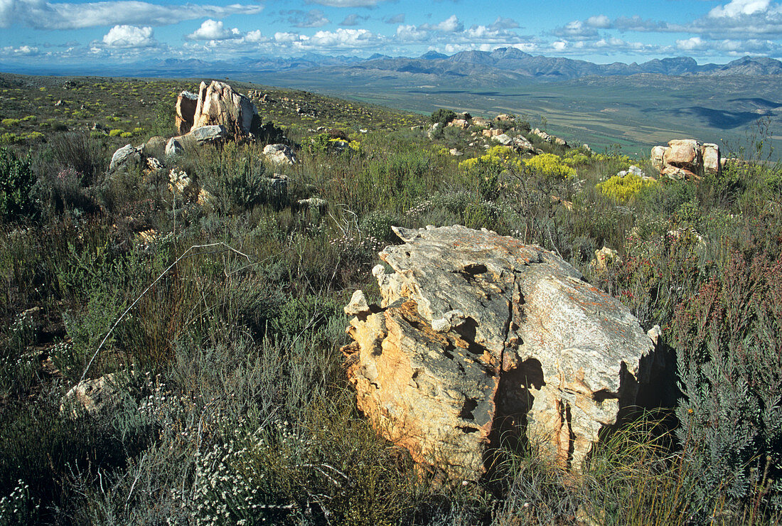 Fynbos vegetation