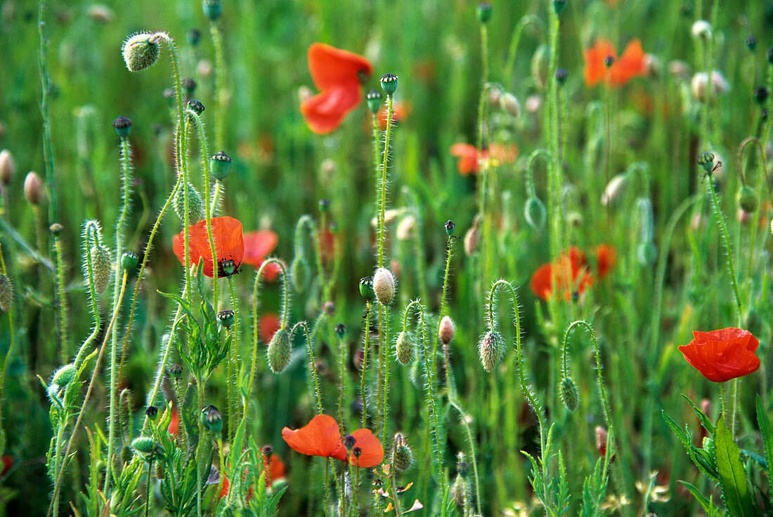 Poppy (Papaver sp.) flowers