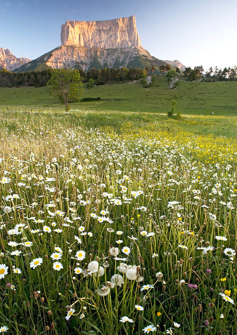 Meadow flowers