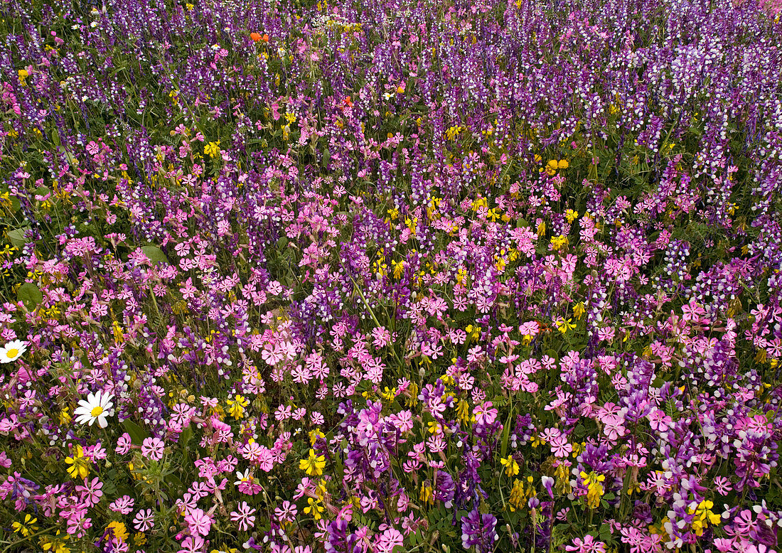 Mediterranean spring flowers