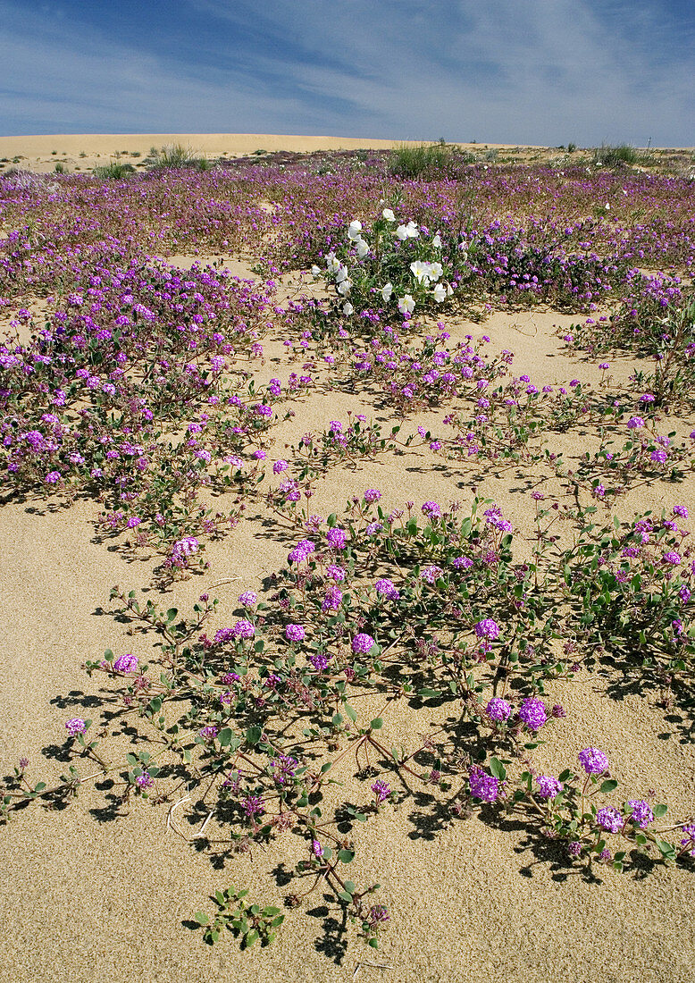 Algodones dunes,California