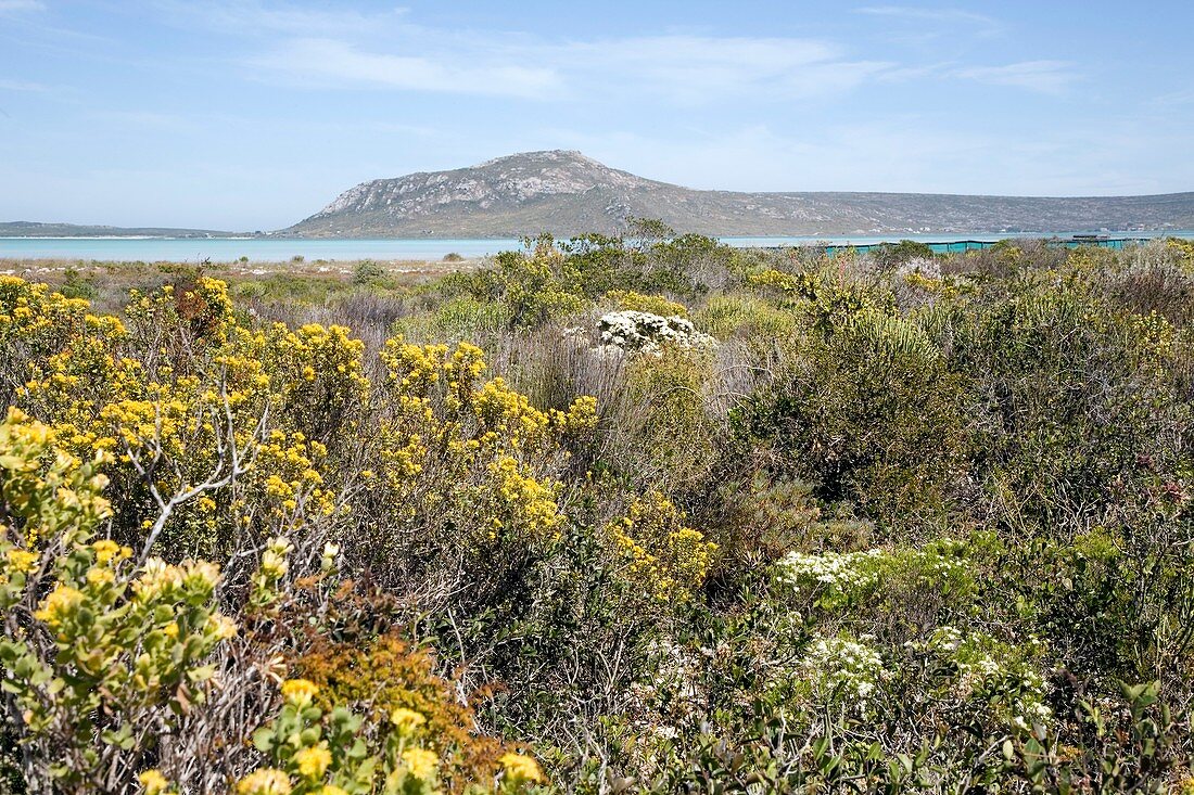 Coastal fynbos vegetation
