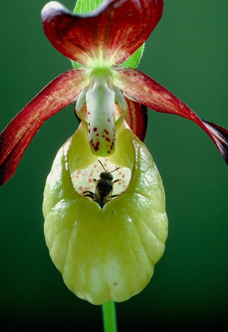 Orchid,Cypripedium,with bee pollinator