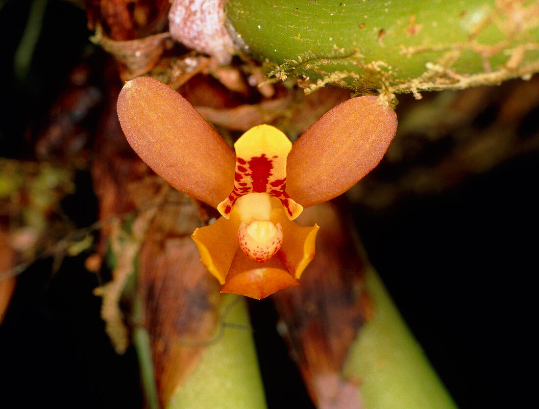 Maxillaria orchid