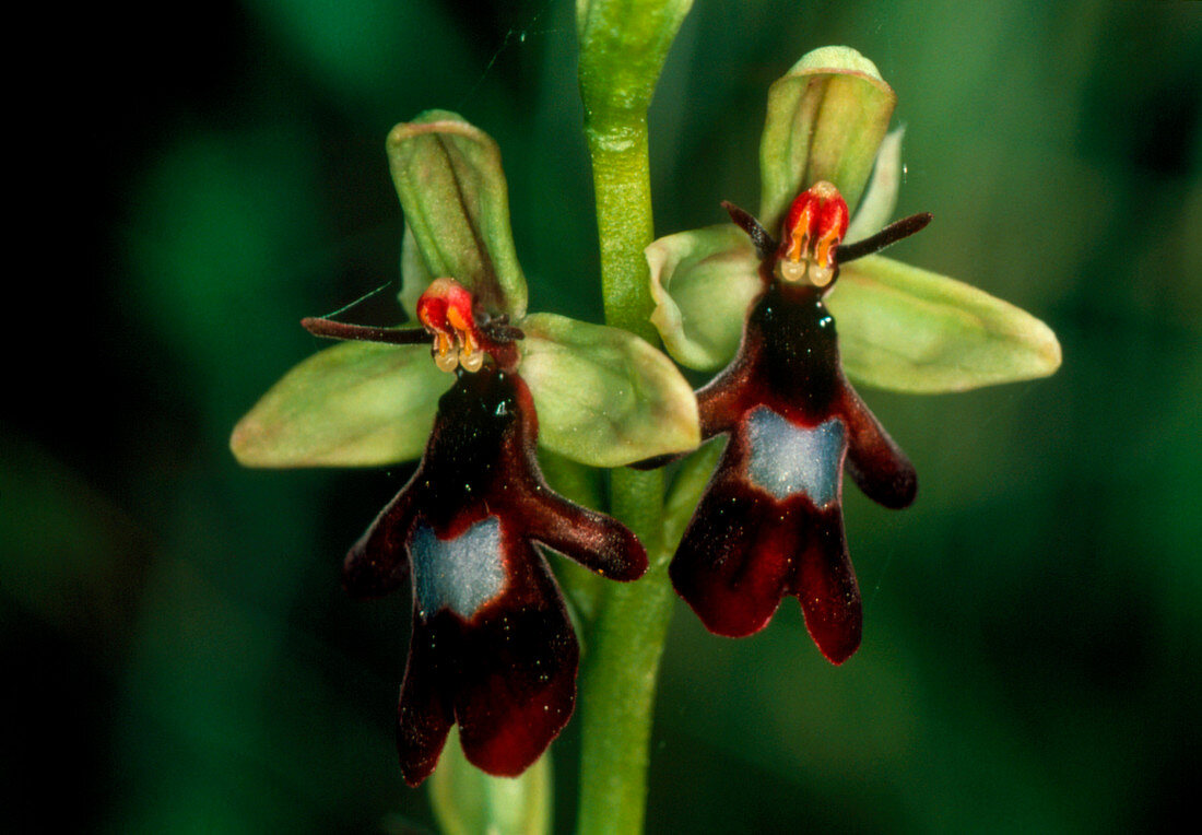 Fly orchid flower