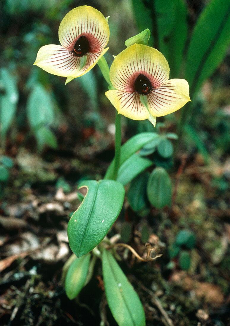 Cloud forest orchid