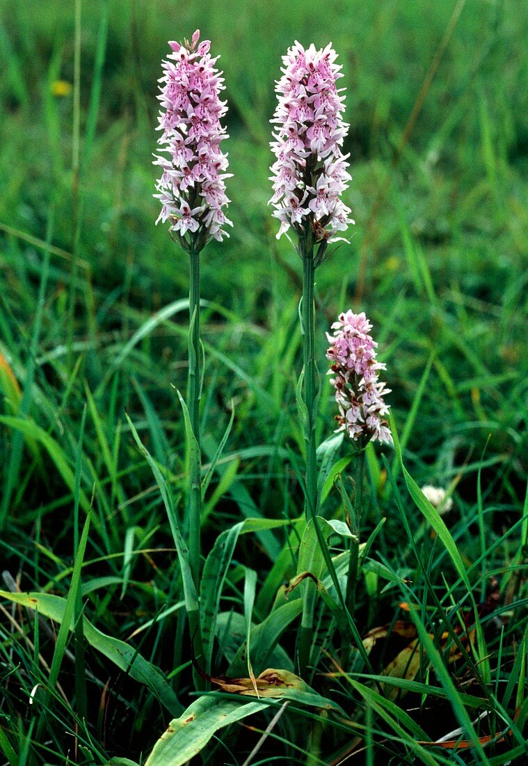 Common spotted orchid