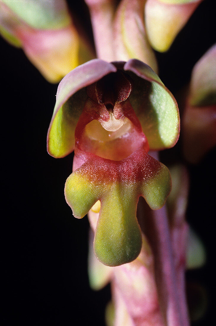 Hooded orchid flower