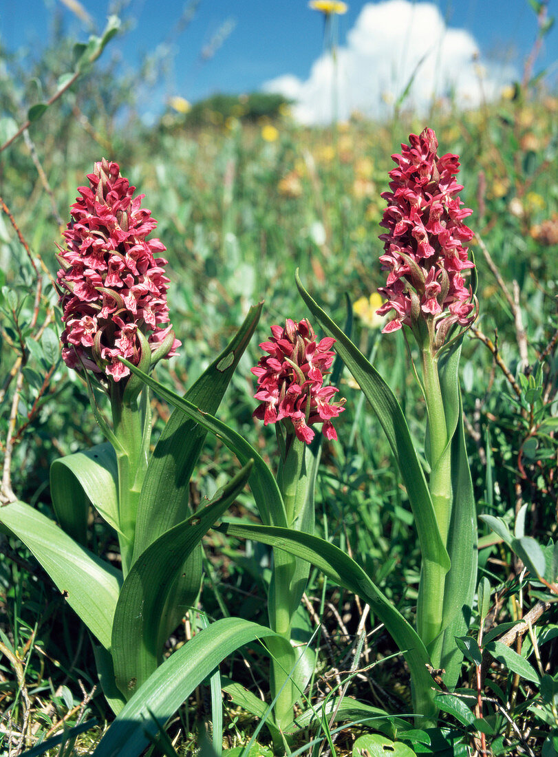 Early marsh orchids