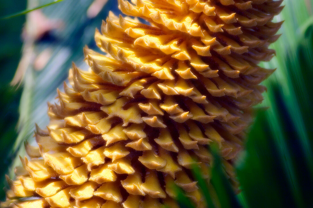 Sago palm cone (Cycas revoluta)