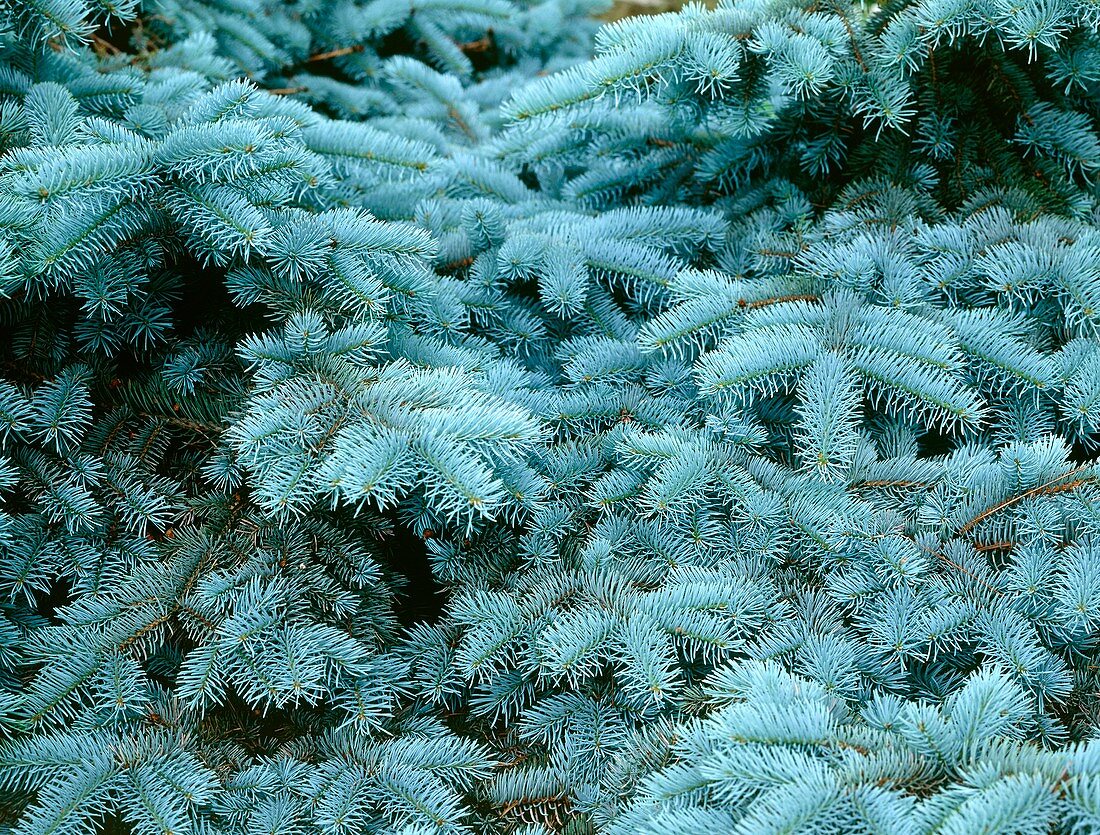 Blue spruce (Picea pungens 'Glauca')