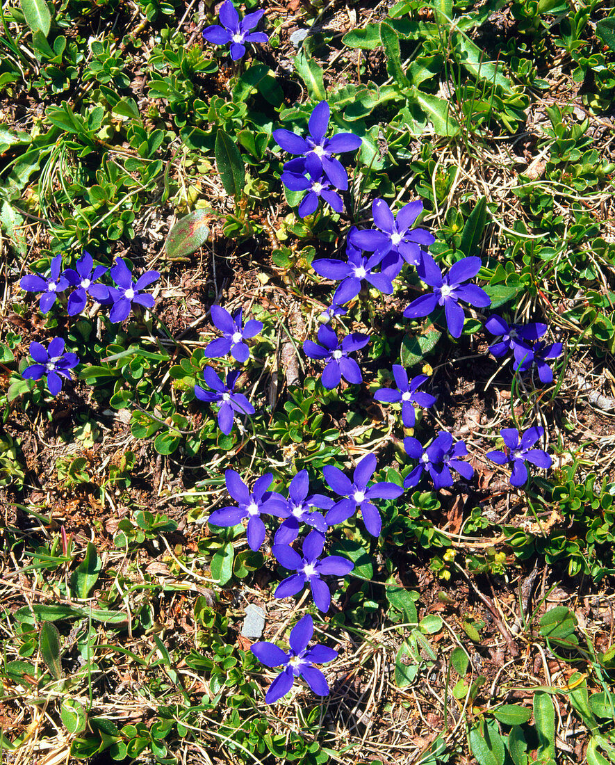 Spring Gentian flowering in the Alps
