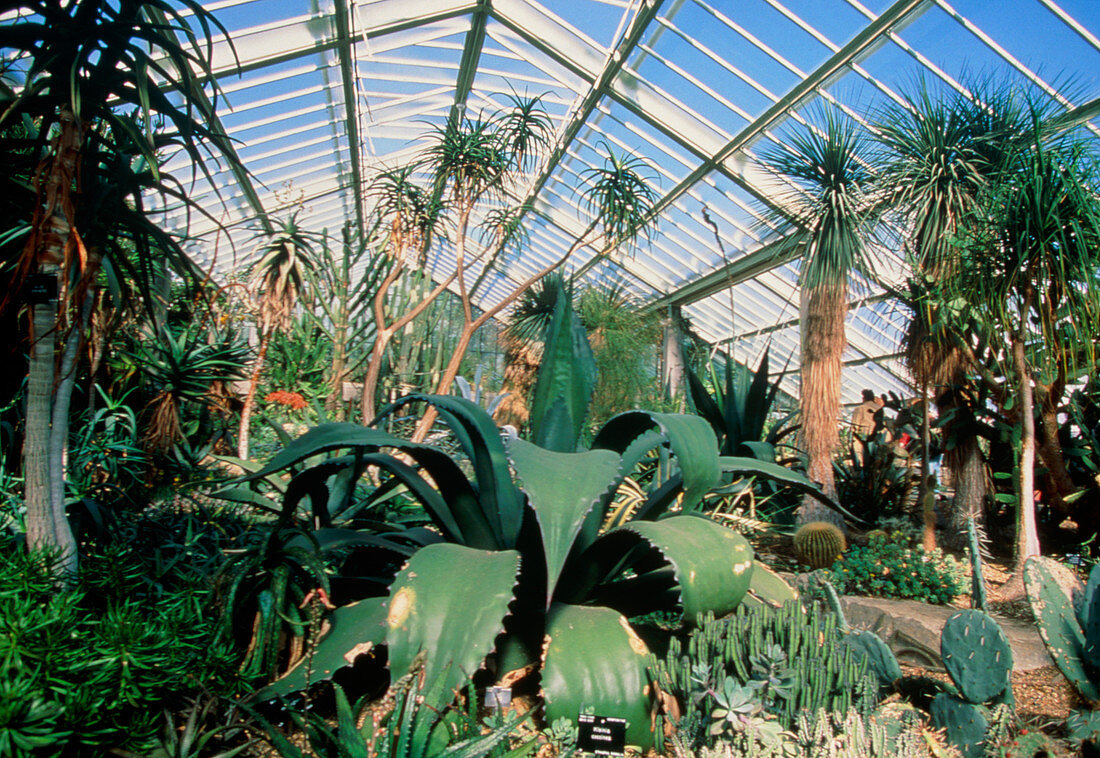 Trees and cacti in a glasshouse