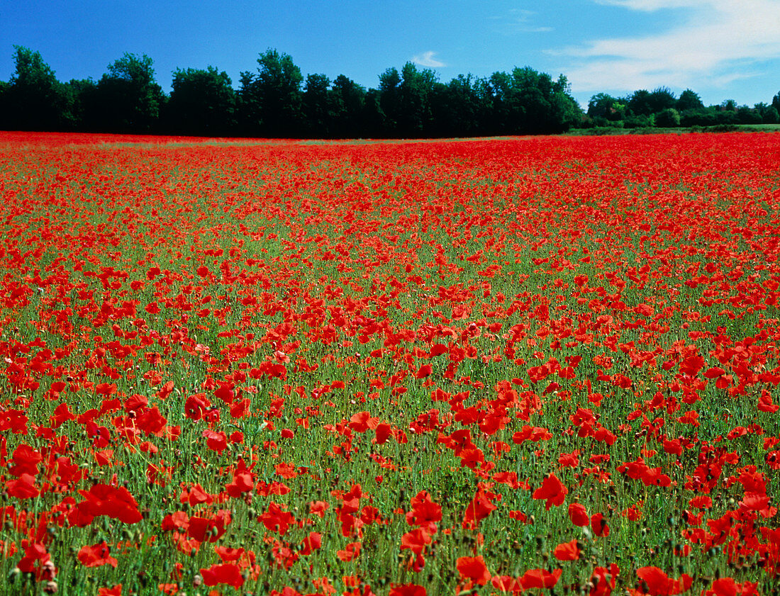 Flowering poppy field,Roussillon,France