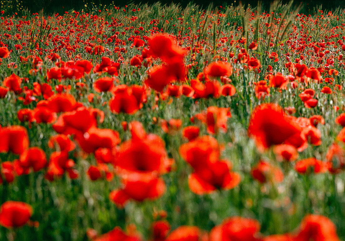 Poppy field