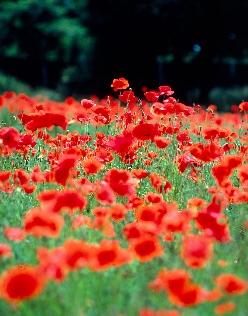 Poppy field