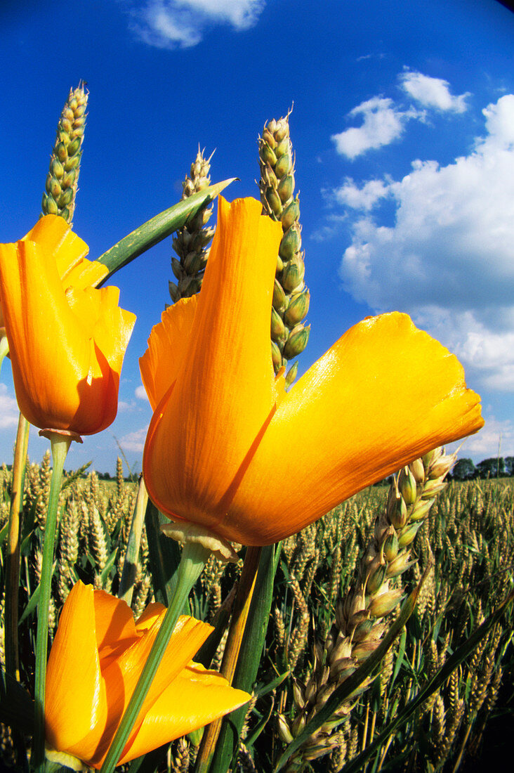 Orange poppies