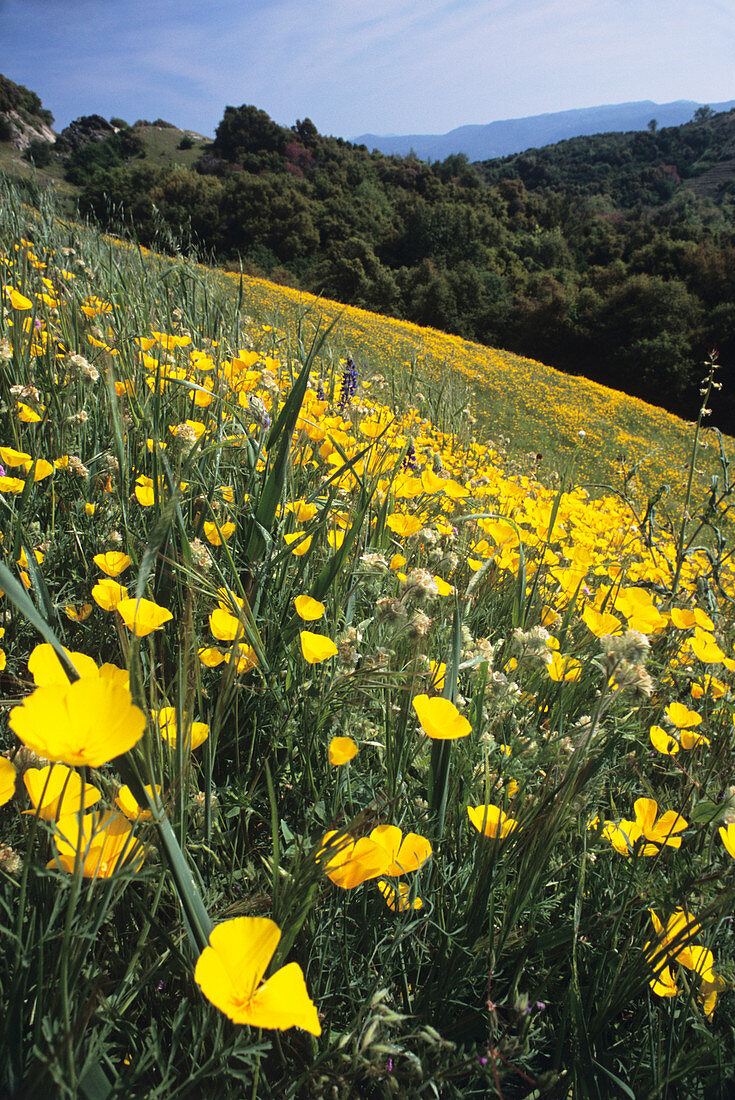 Wild flowers