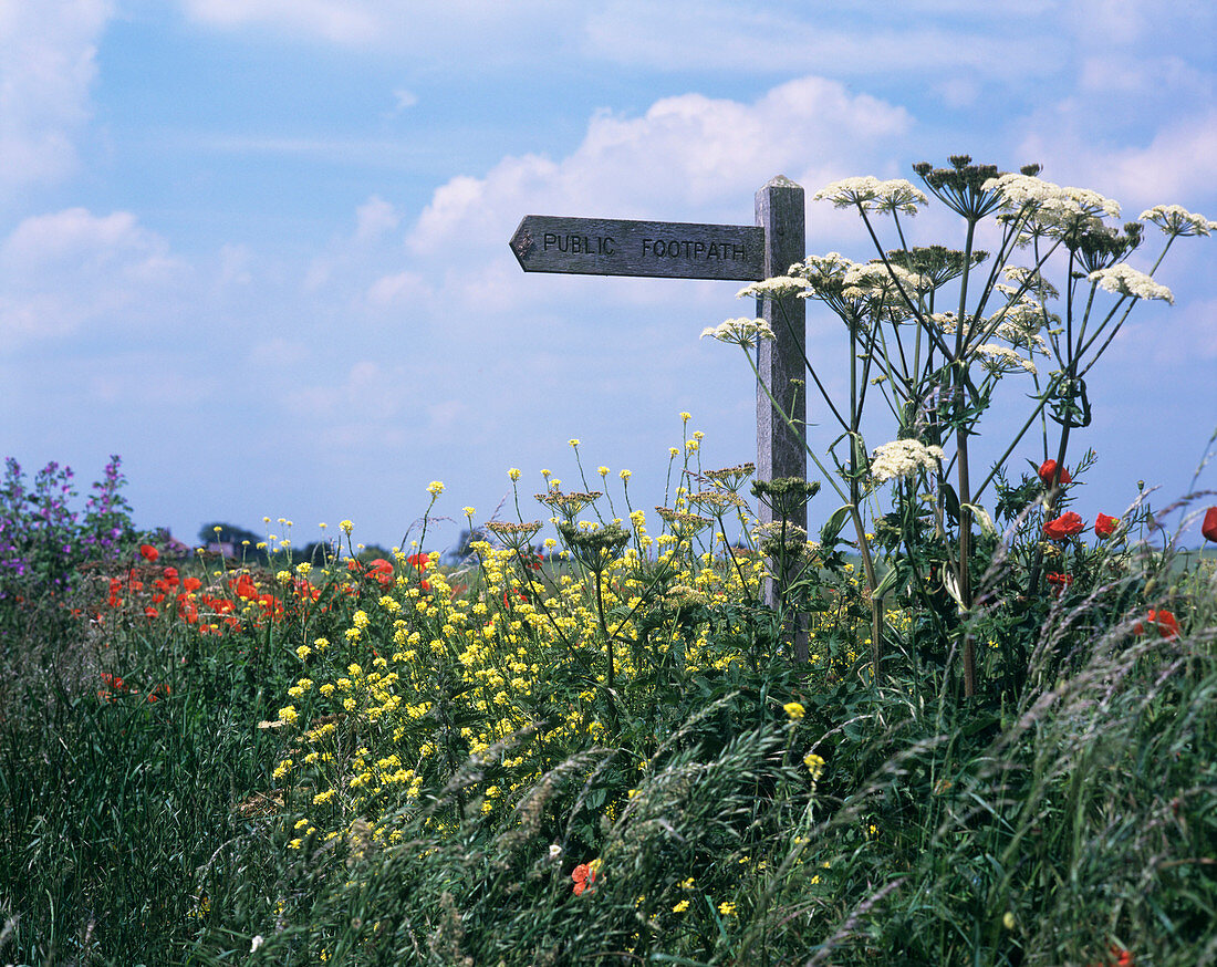 Signpost amongst wild flowers