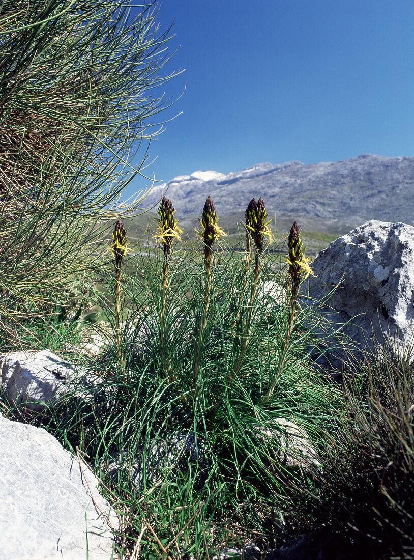 Yellow asphodel