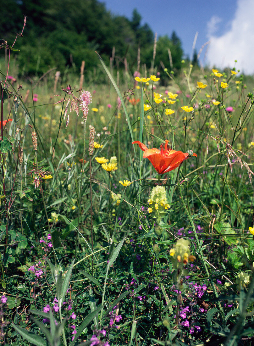 Sub-alpine meadow