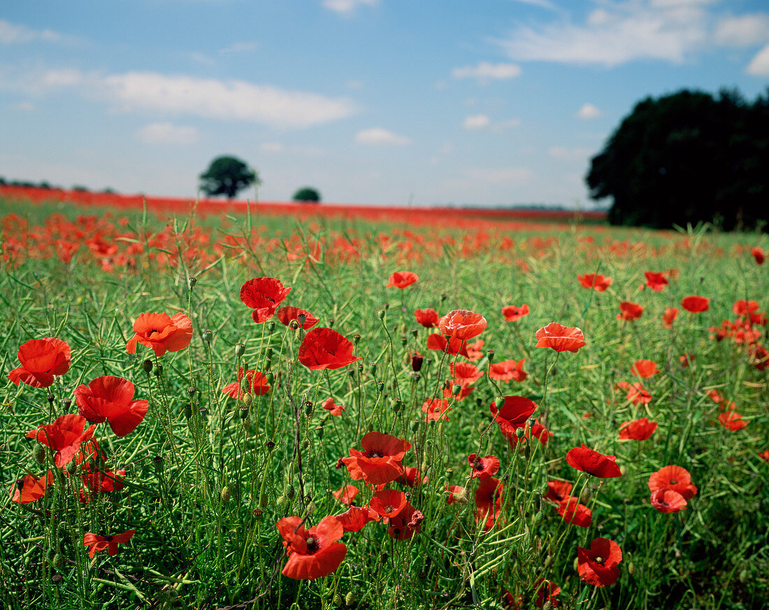 Poppies