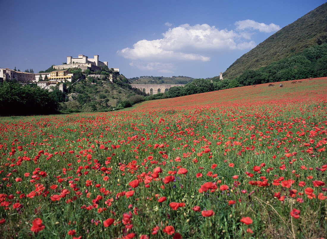 Poppy field