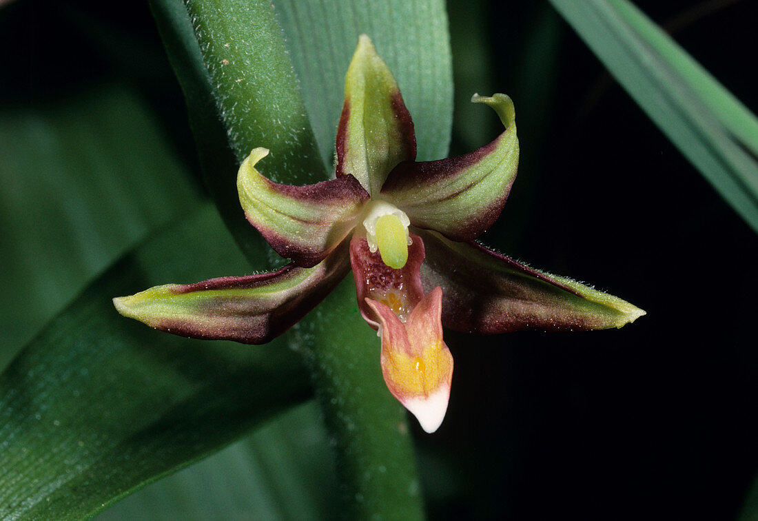 Eastern marsh helleborine orchid flower