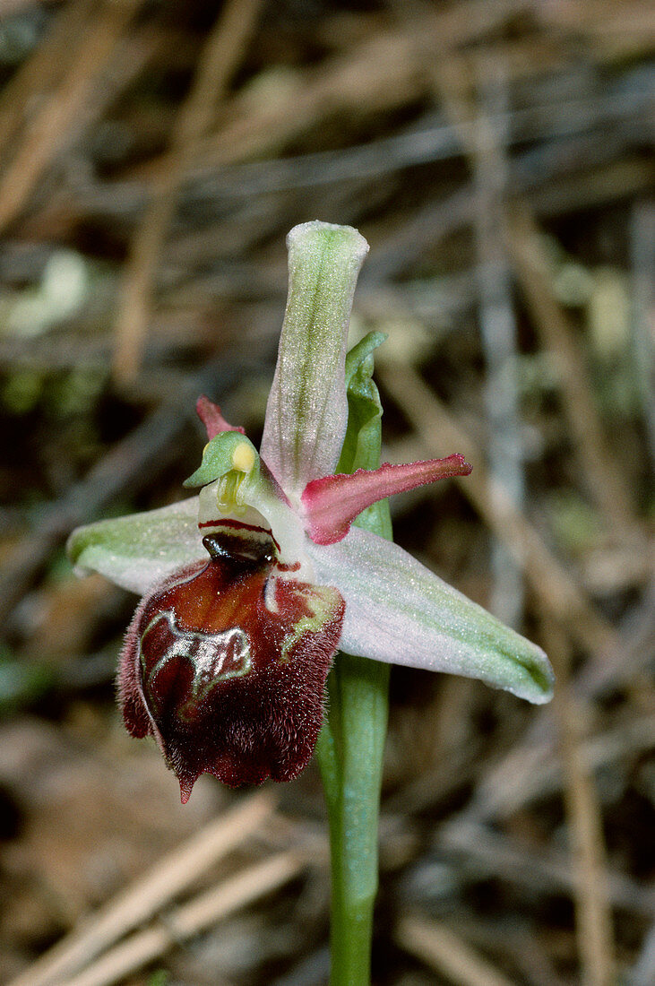Graceful ophrys orchid flower