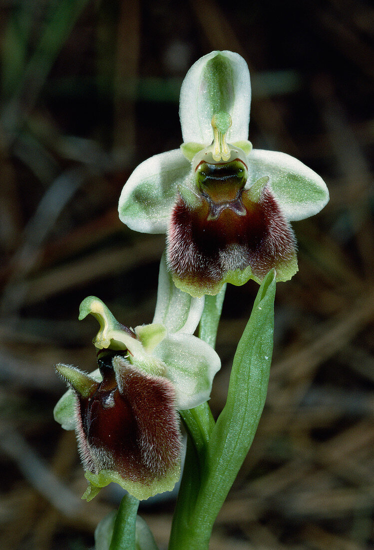 Levantine ophrys flowers