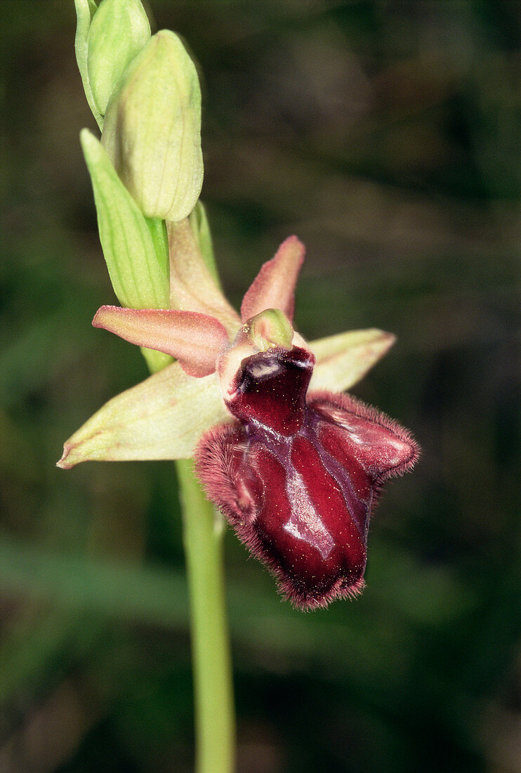 Dark ophrys flower