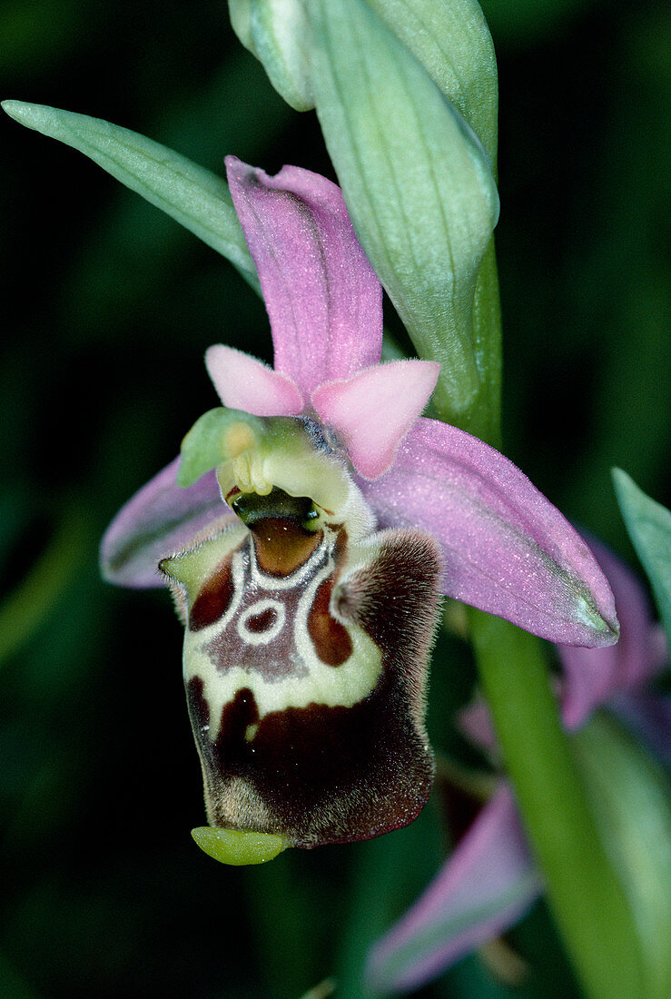 Apulic ophrys flower