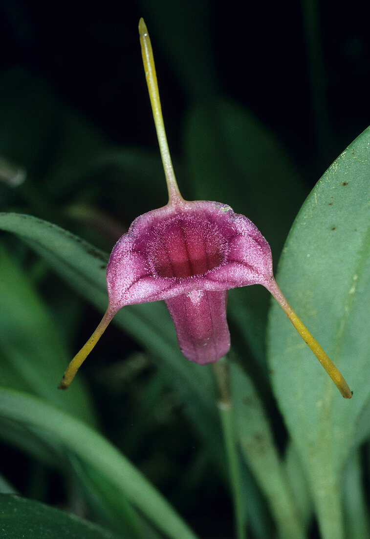 Natural hybrid orchid flower