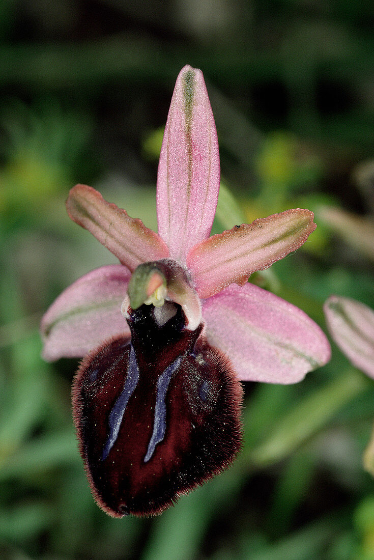 Siponto orchid flower