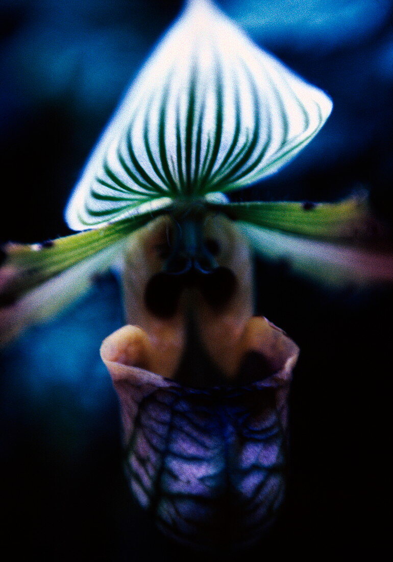 Orchid (Paphiopedilum lawrenceanum)