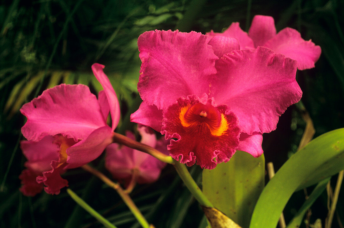 Moth orchid 'Irene Holgan'