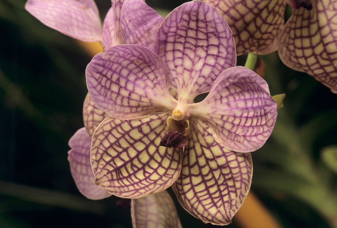 Orchid flowers (Vanda 'Rothschildiana')