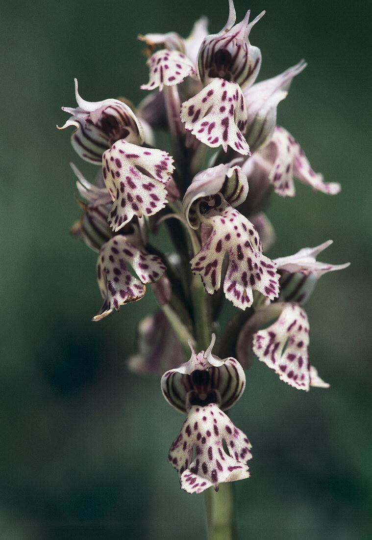Toothed orchid (Orchis tridentata)